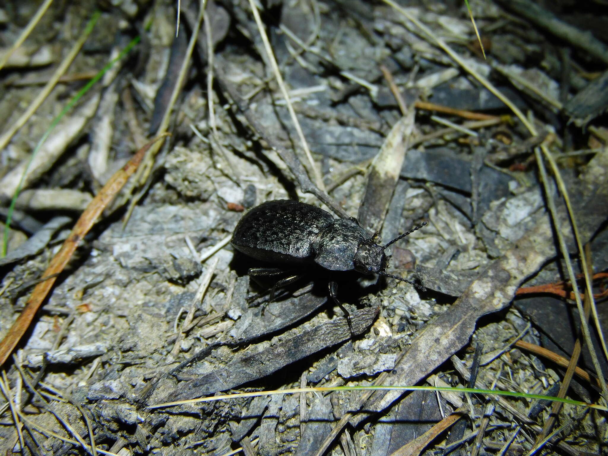 Image of Coripera deplanata (Boisduval 1835)