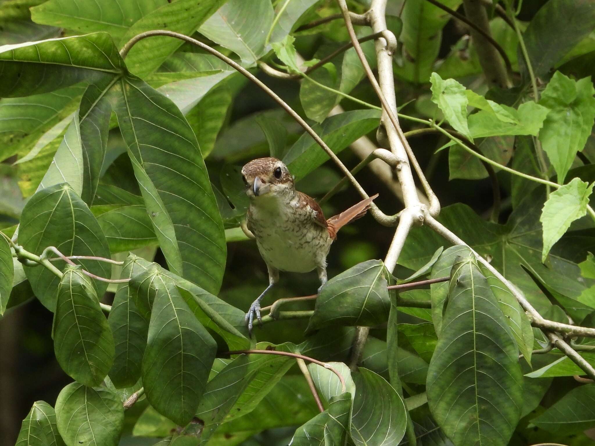 Image of Tiger Shrike