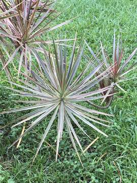 Image of Dracaena reflexa var. angustifolia Baker