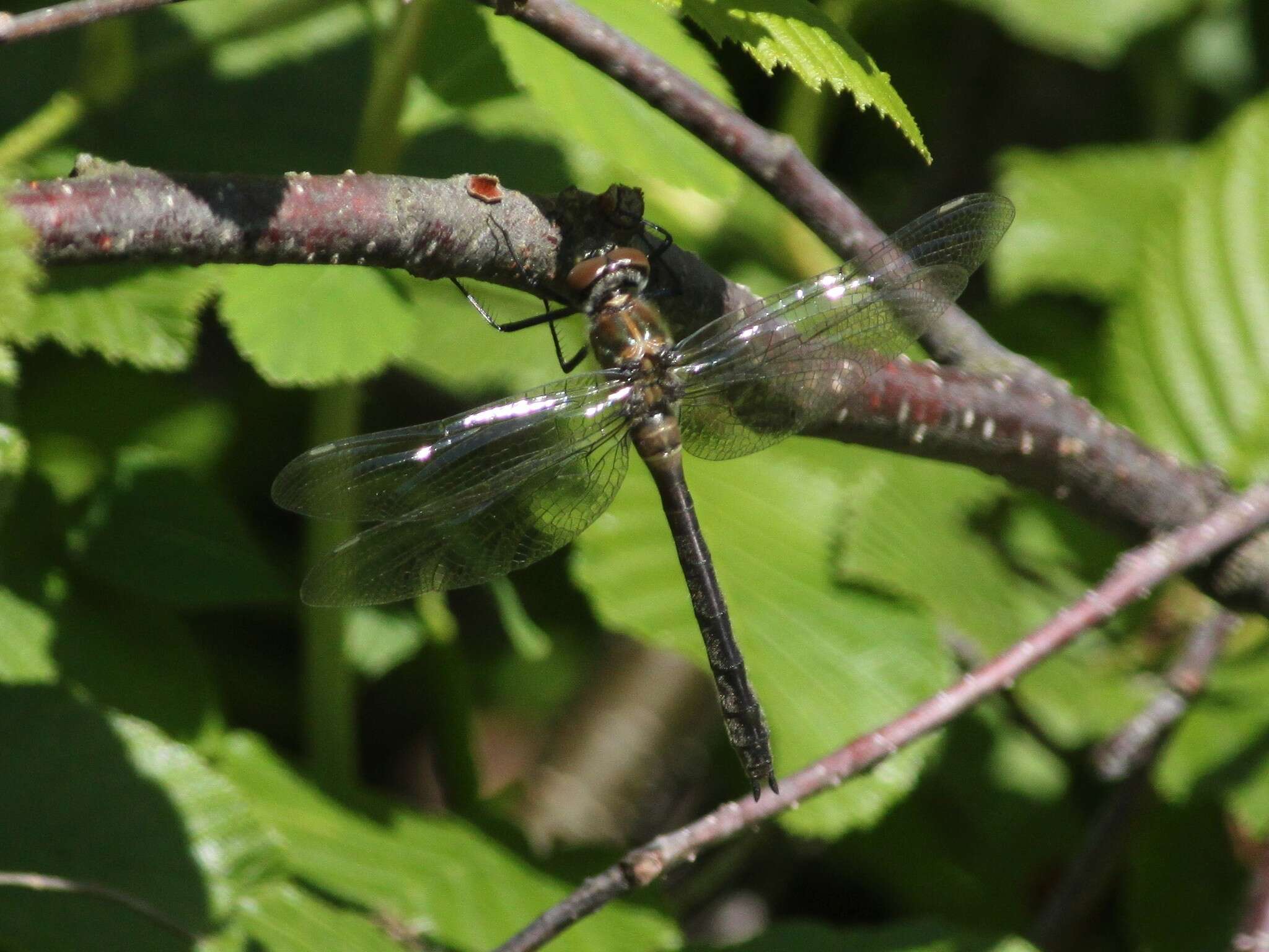 Image of American Emerald