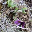 Sivun Viola trinervata (Howell) Howell ex A. Gray kuva