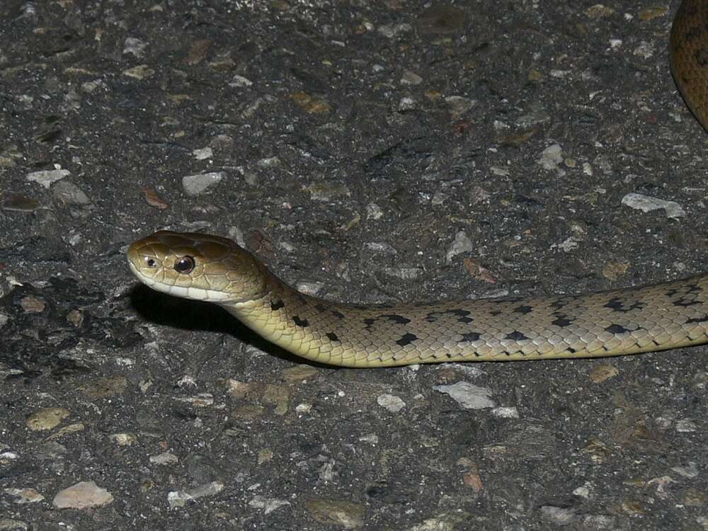 Image of Clarence River Snake