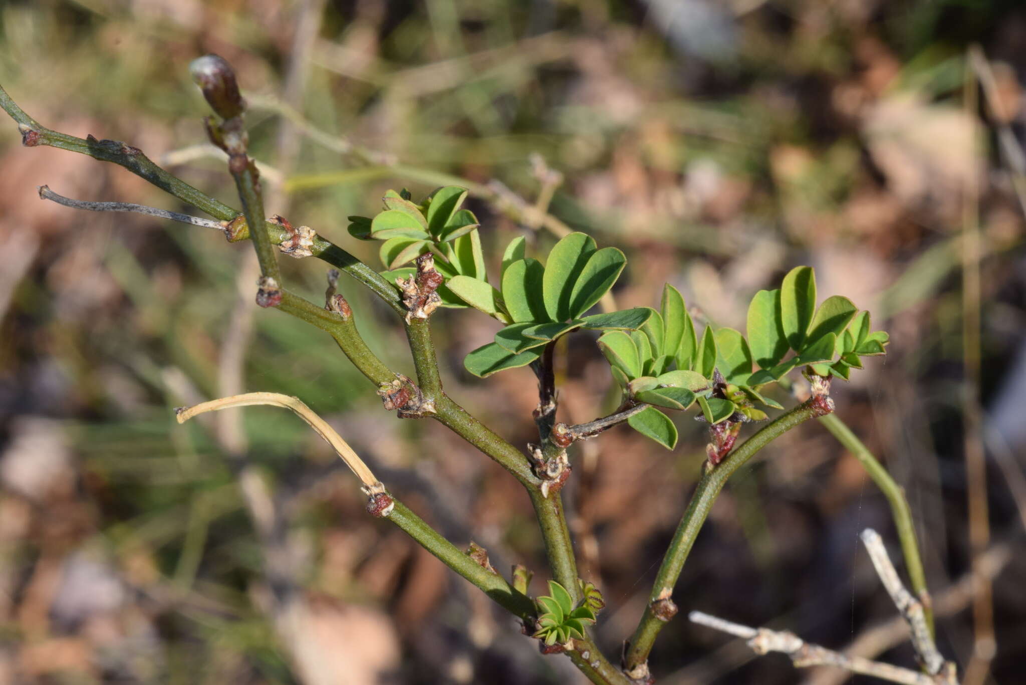 Sivun Hippocrepis emerus subsp. emerus kuva