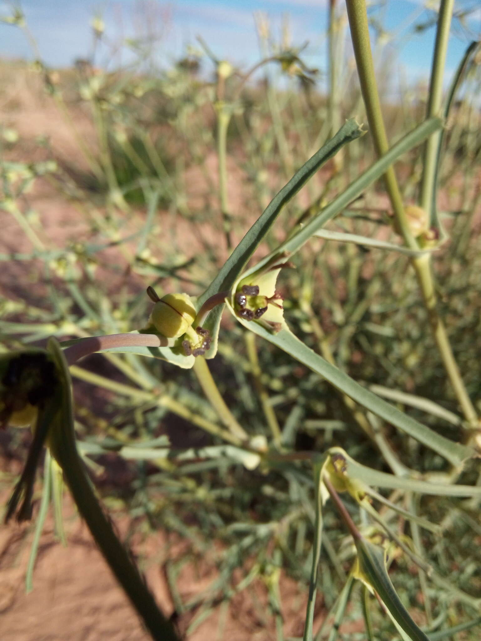 Image of Euphorbia calyptrata Coss. & Kralik