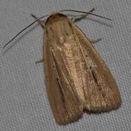 Image of Cutworm