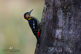 Image of Darjeeling Woodpecker