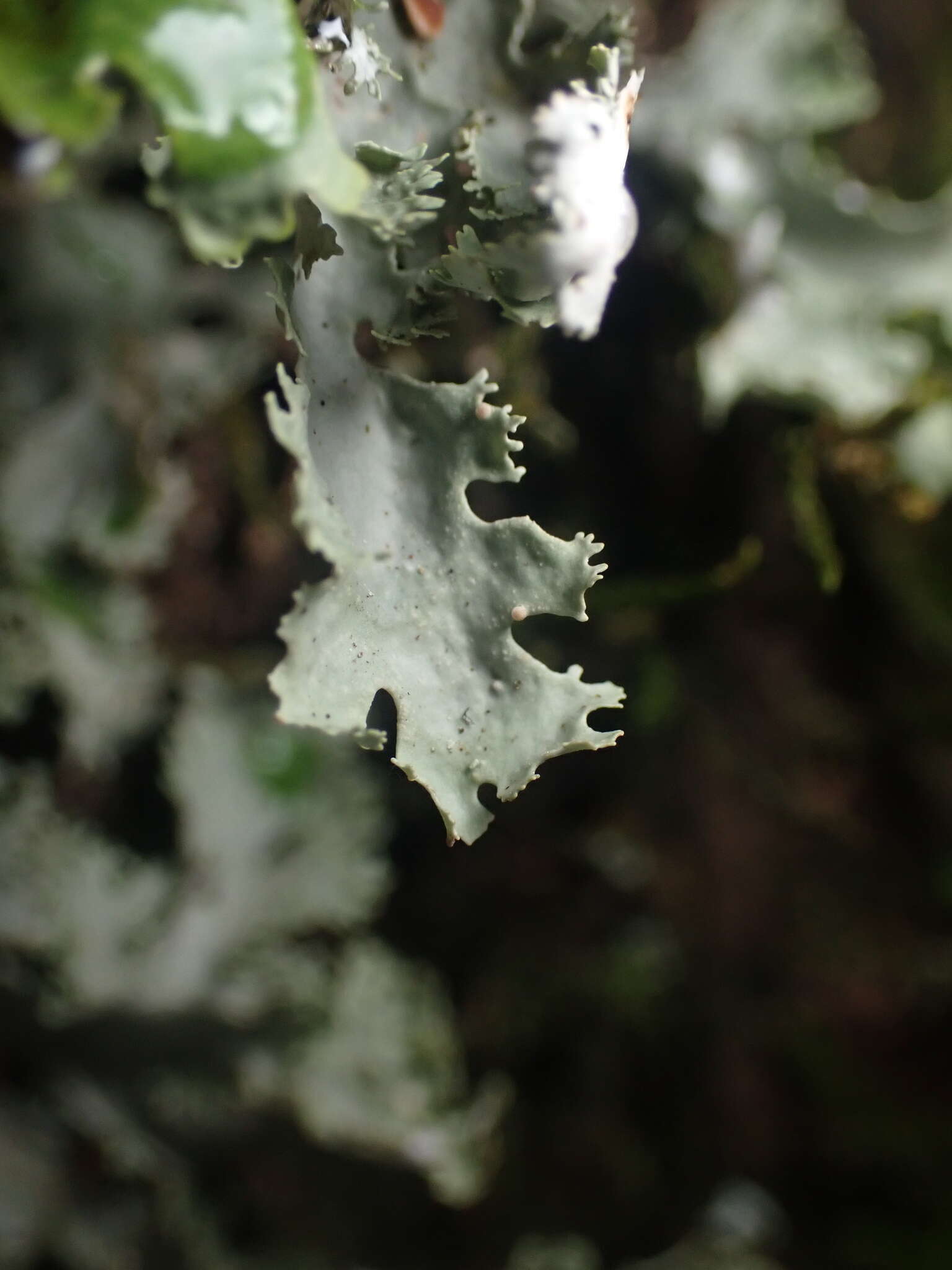 Image de Pseudocyphellaria multifida (Nyl.) D. J. Galloway & P. James