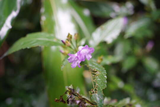 Strobilanthes formosana S. Moore resmi