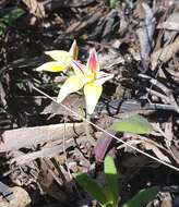 Image de Caladenia flava R. Br.