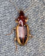 Image of Agonum (Olisares) pallipes (Fabricius 1787)