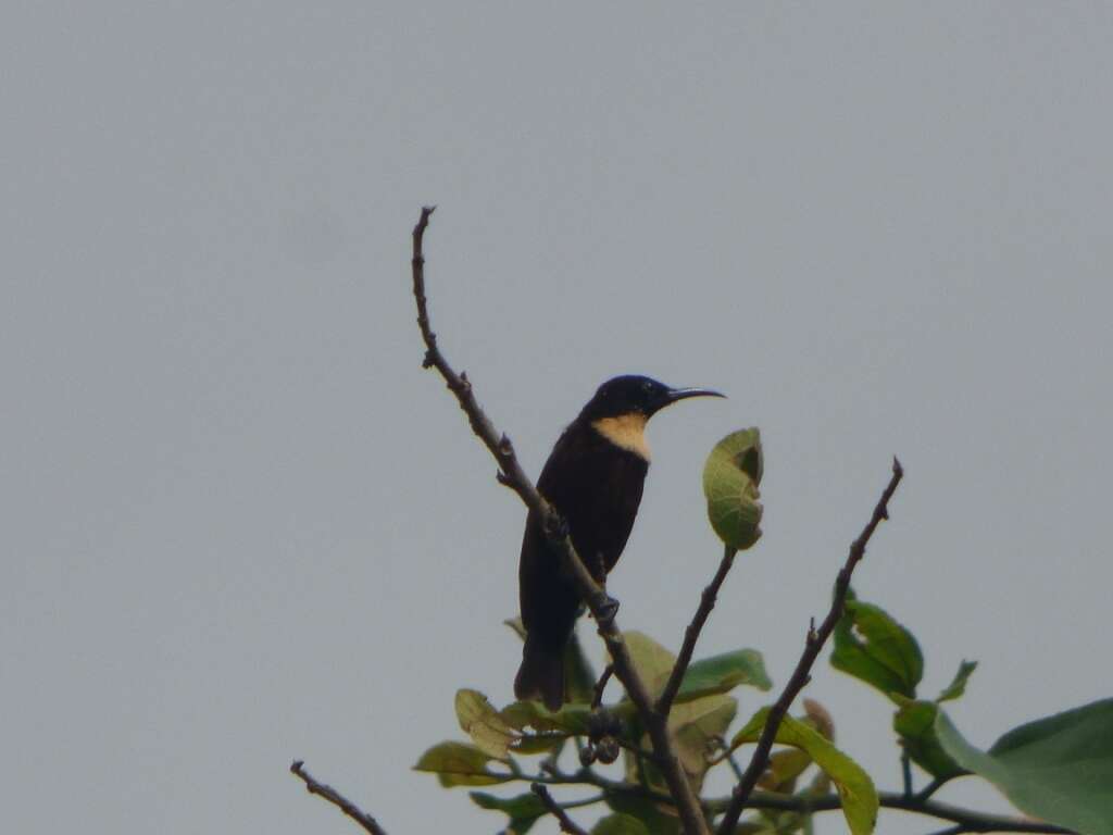 Image of Buff-throated Sunbird