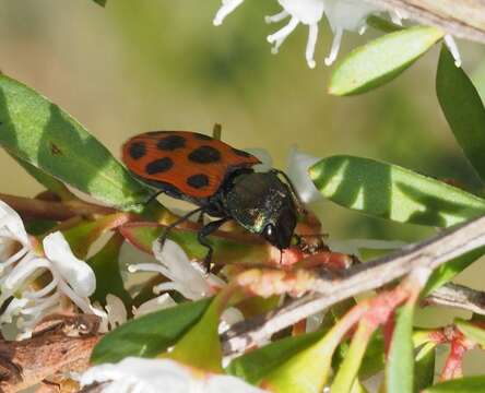 Image of Castiarina octomaculata (Saunders 1868)