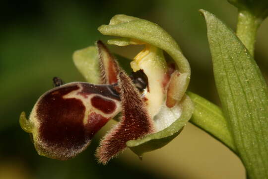 Image of Ophrys umbilicata Desf.