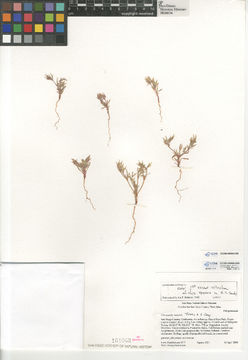 Image of fivetooth spineflower