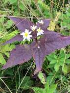 Image of mountain aster