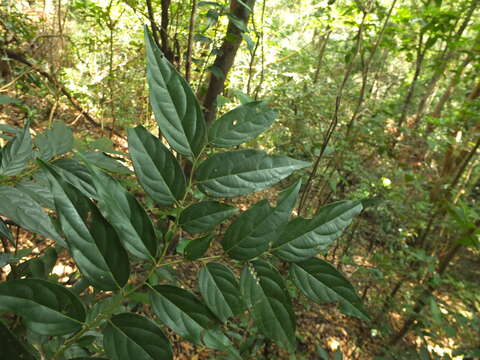 Image de Diospyros ghatensis B. R. Ramesh & D. De Franceschi