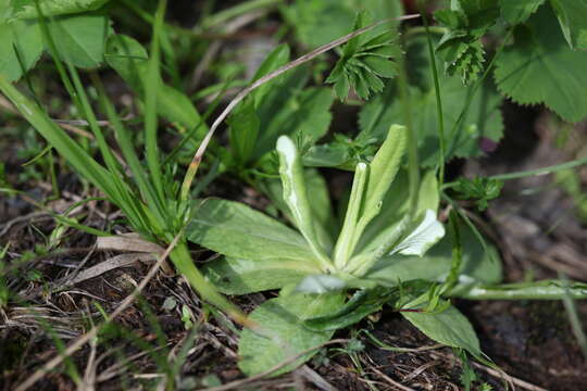 Image of Primula algida Adams