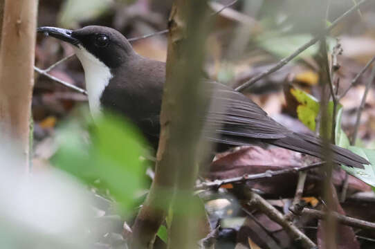 Image of Ramphocinclus Lafresnaye 1843