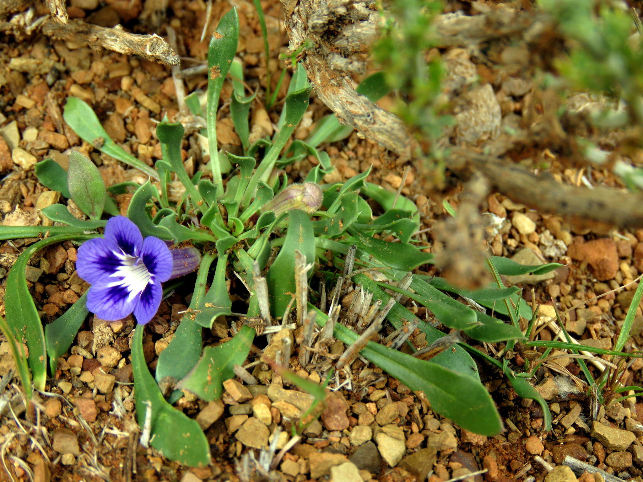 Image of Aptosimum indivisum Burch.