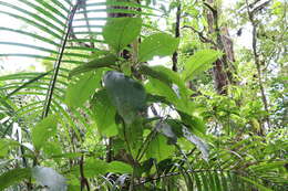 Image de Miconia albertobrenesii Gamba & Almeda