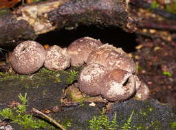 Image of Flesh-coloured Puffball