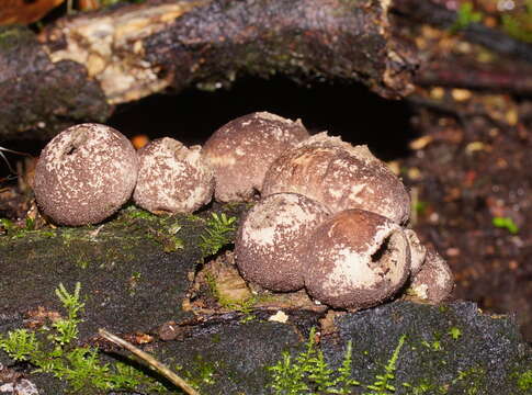 Imagem de Lycoperdon subincarnatum Peck 1872