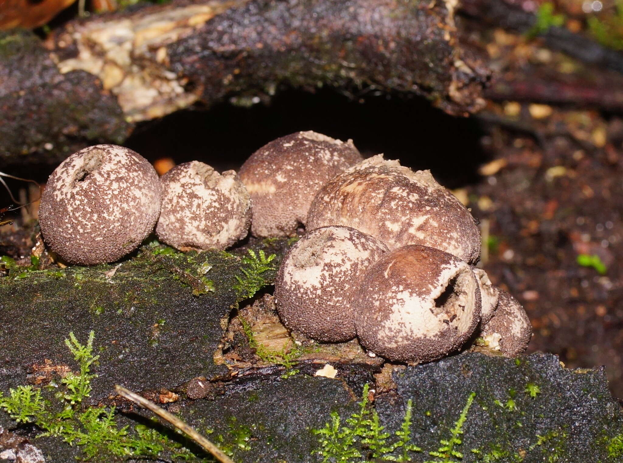 Imagem de Lycoperdon subincarnatum Peck 1872