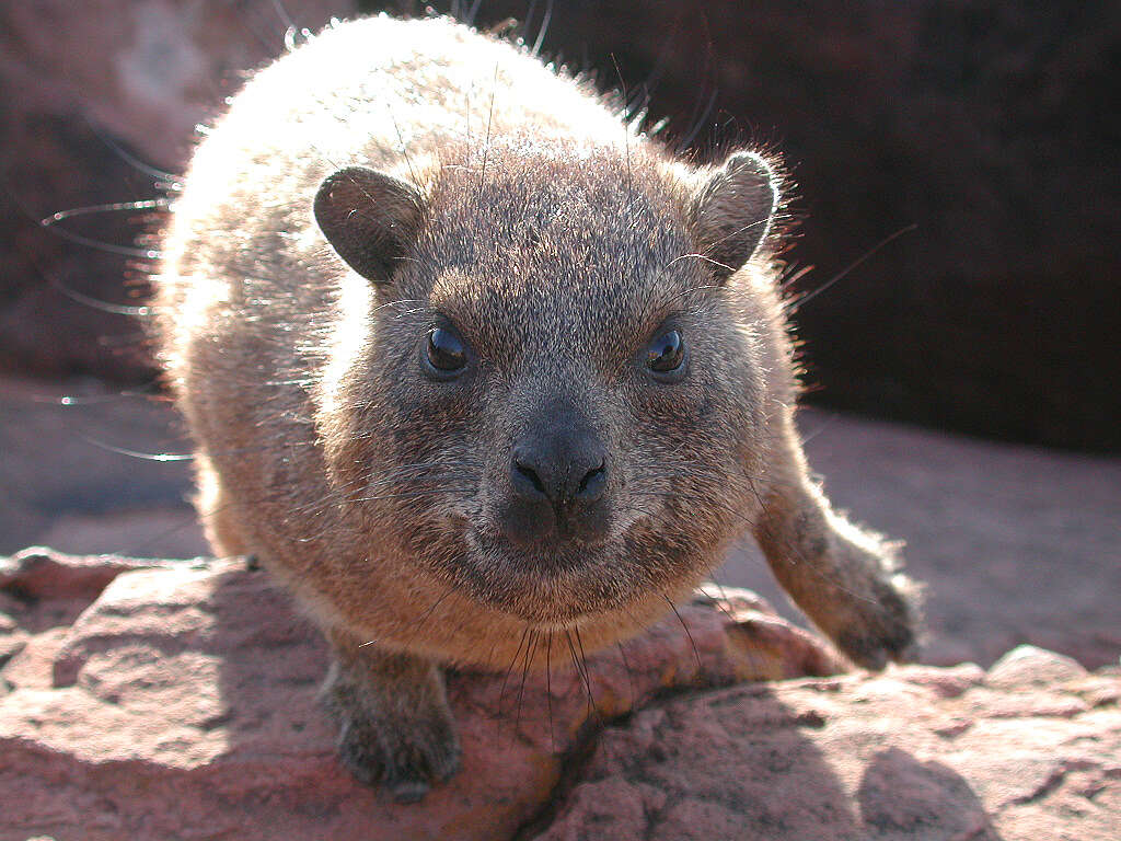 Image of Procavia capensis welwitschii (Gray 1868)