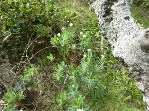 Image of Pimelea congesta F. Müll.