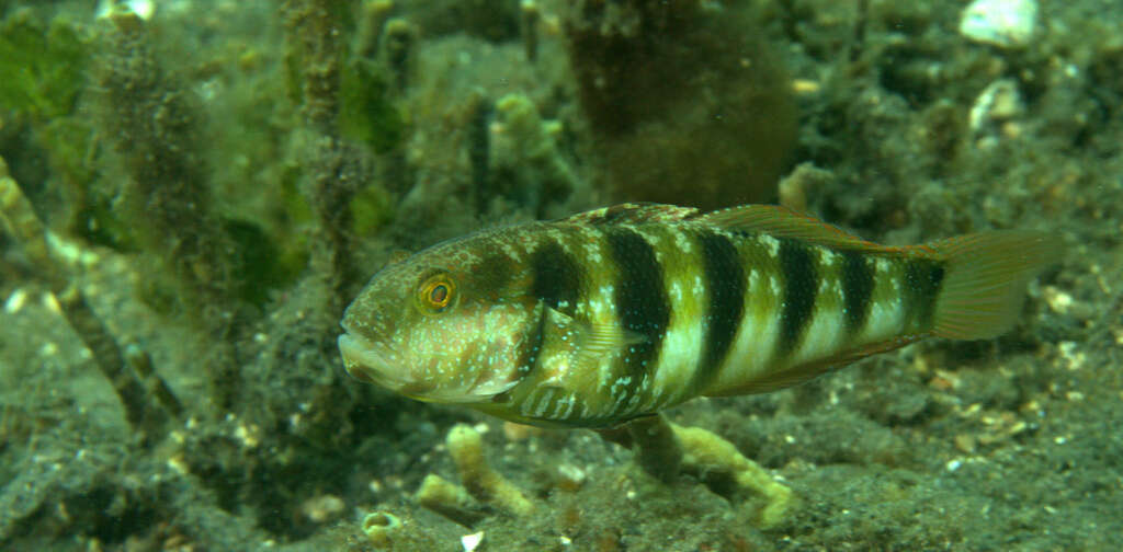 Image de Amblygobius sphynx (Valenciennes 1837)