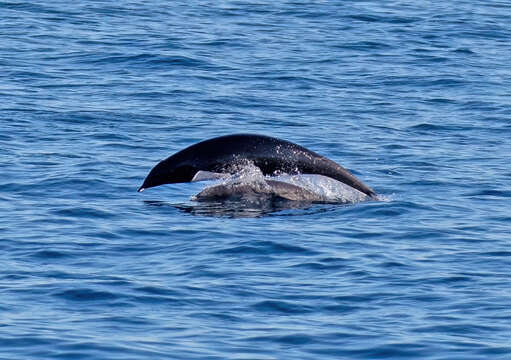 Image of Right whale dolphin