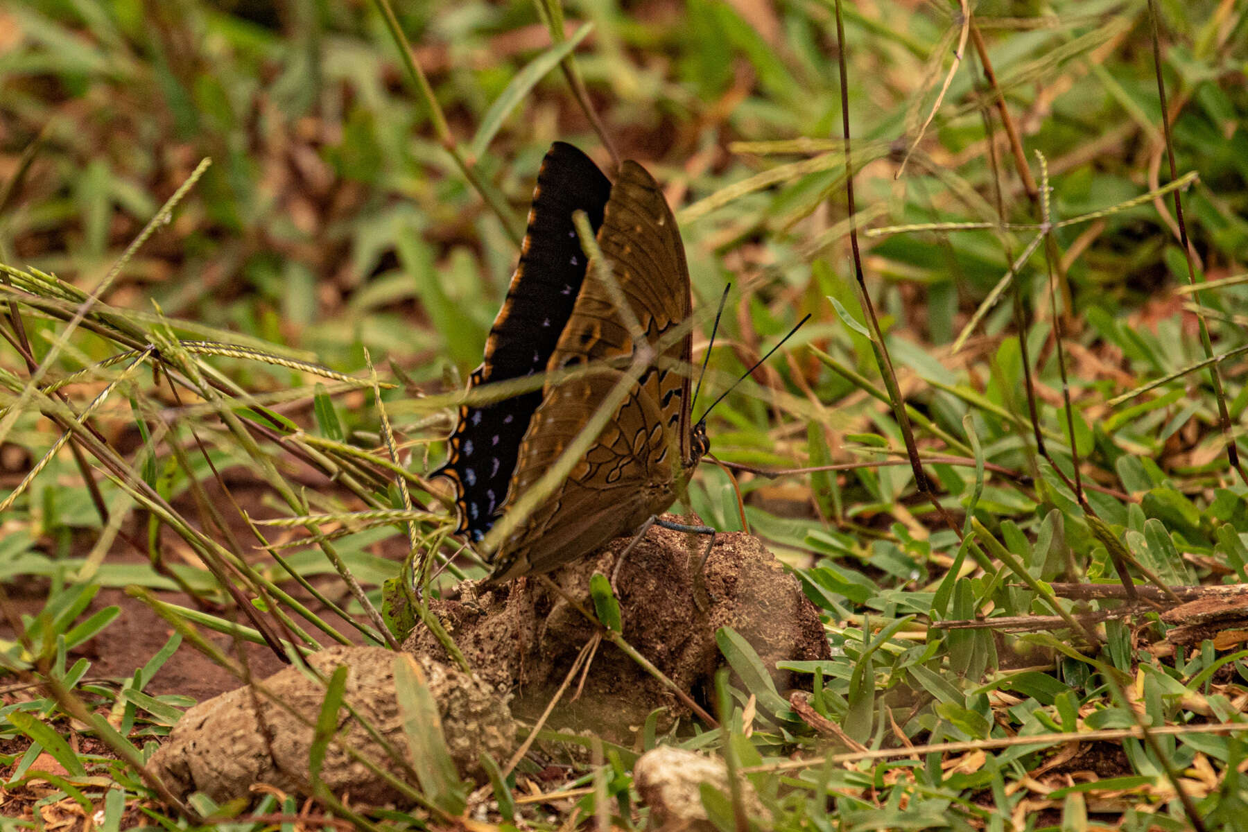 Imagem de Charaxes tiridates Cramer 1777