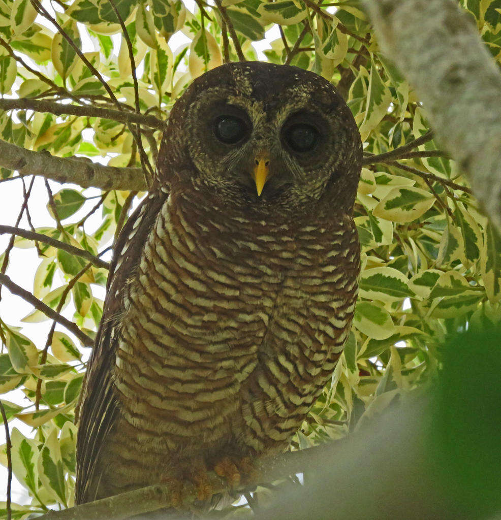 Image of Strix woodfordii woodfordii (Smith & A 1834)