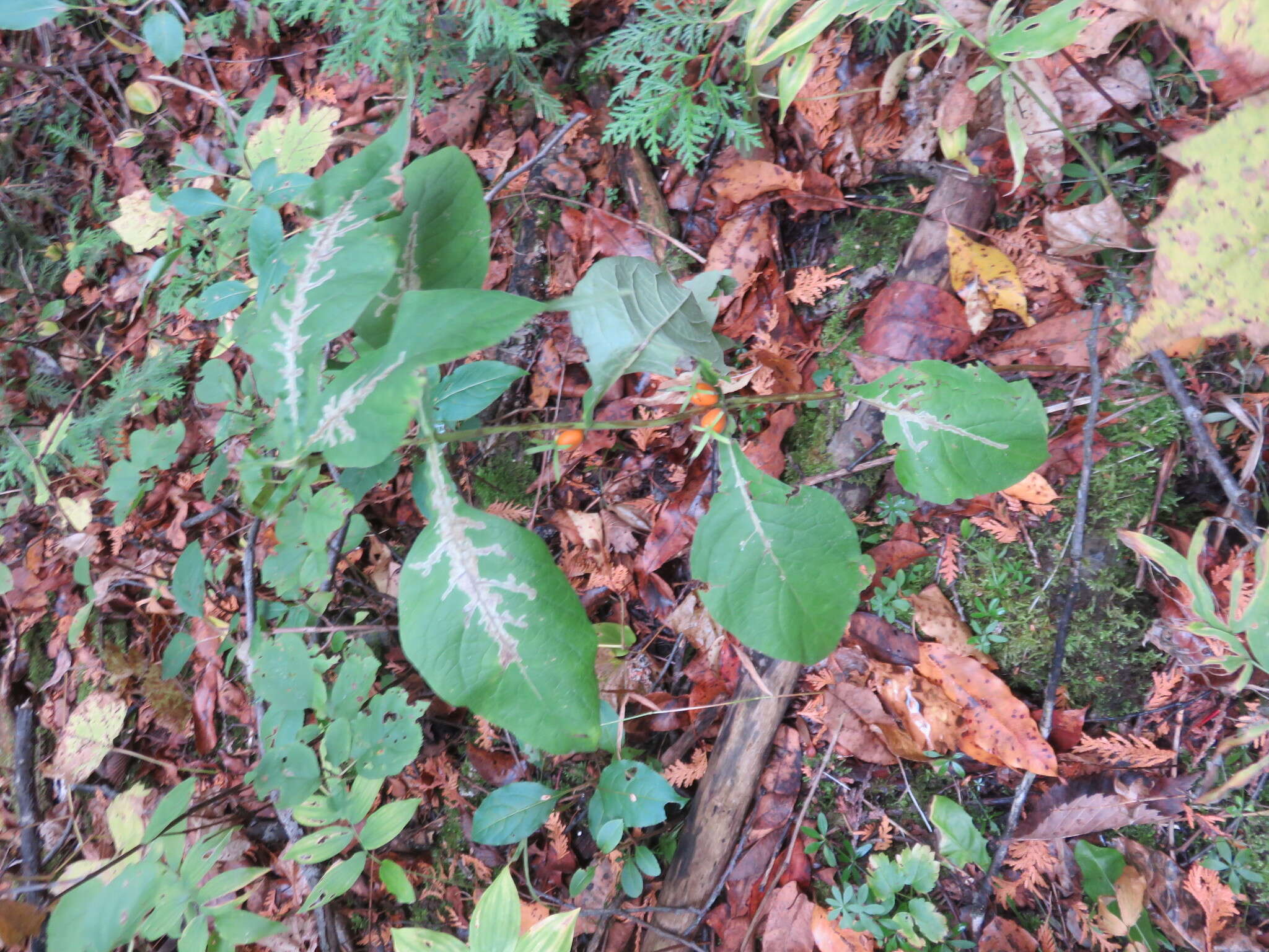 Triosteum aurantiacum E. P. Bickn. resmi