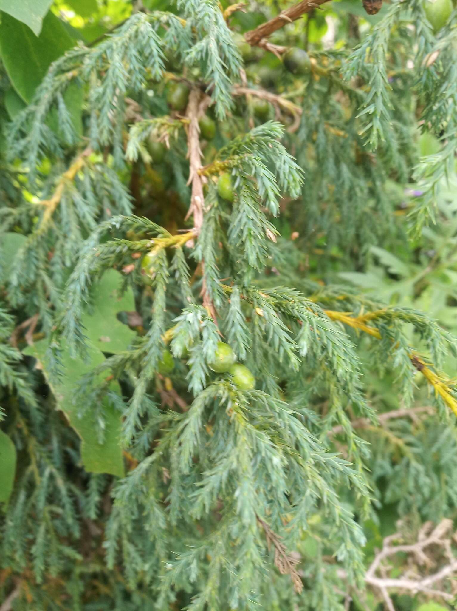 Image of Drooping Juniper