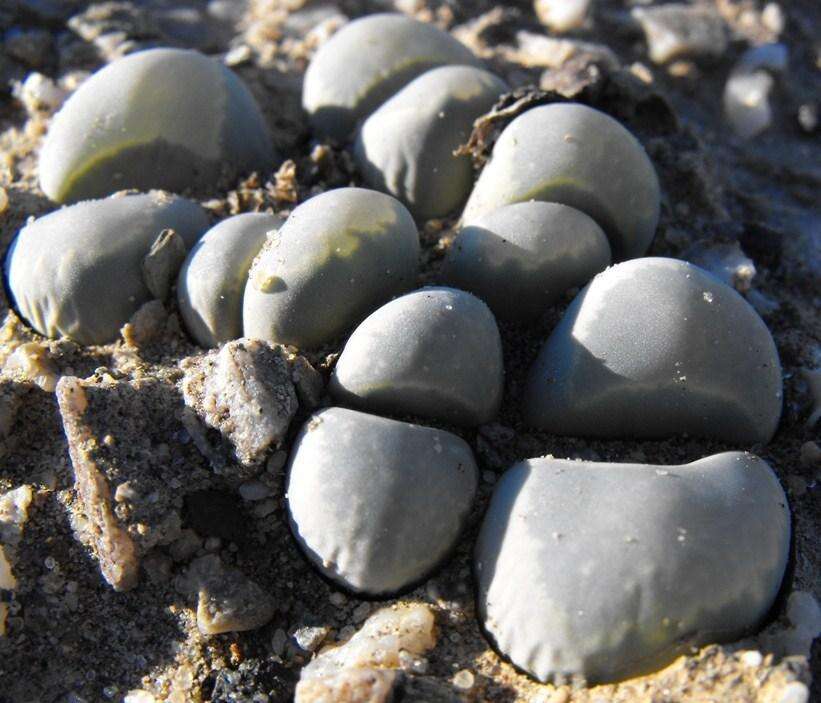 Image of Lithops herrei L. Bol.