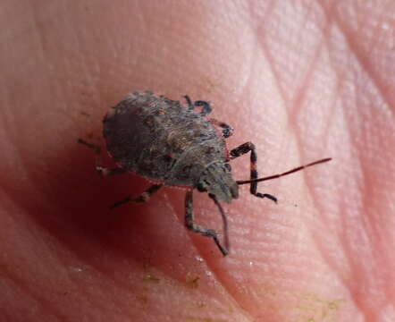 Image of Four-humped Stink Bug