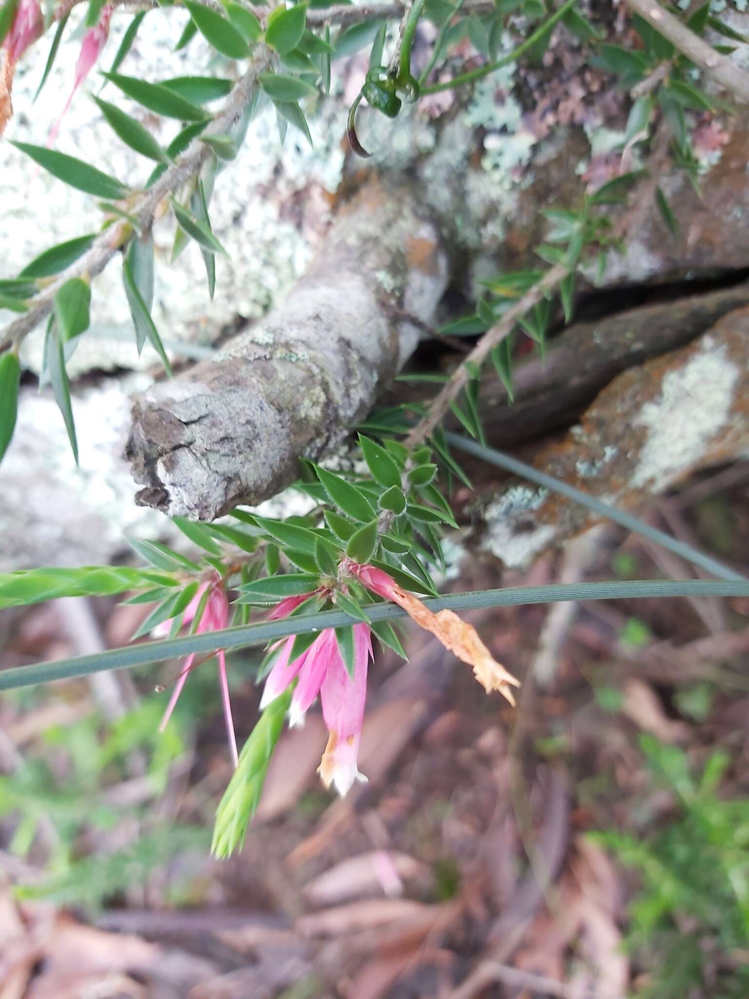 Image of Epacris calvertiana var. versicolor Maiden & E. Betche