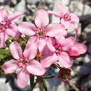 Image of Smelly Chinaflower