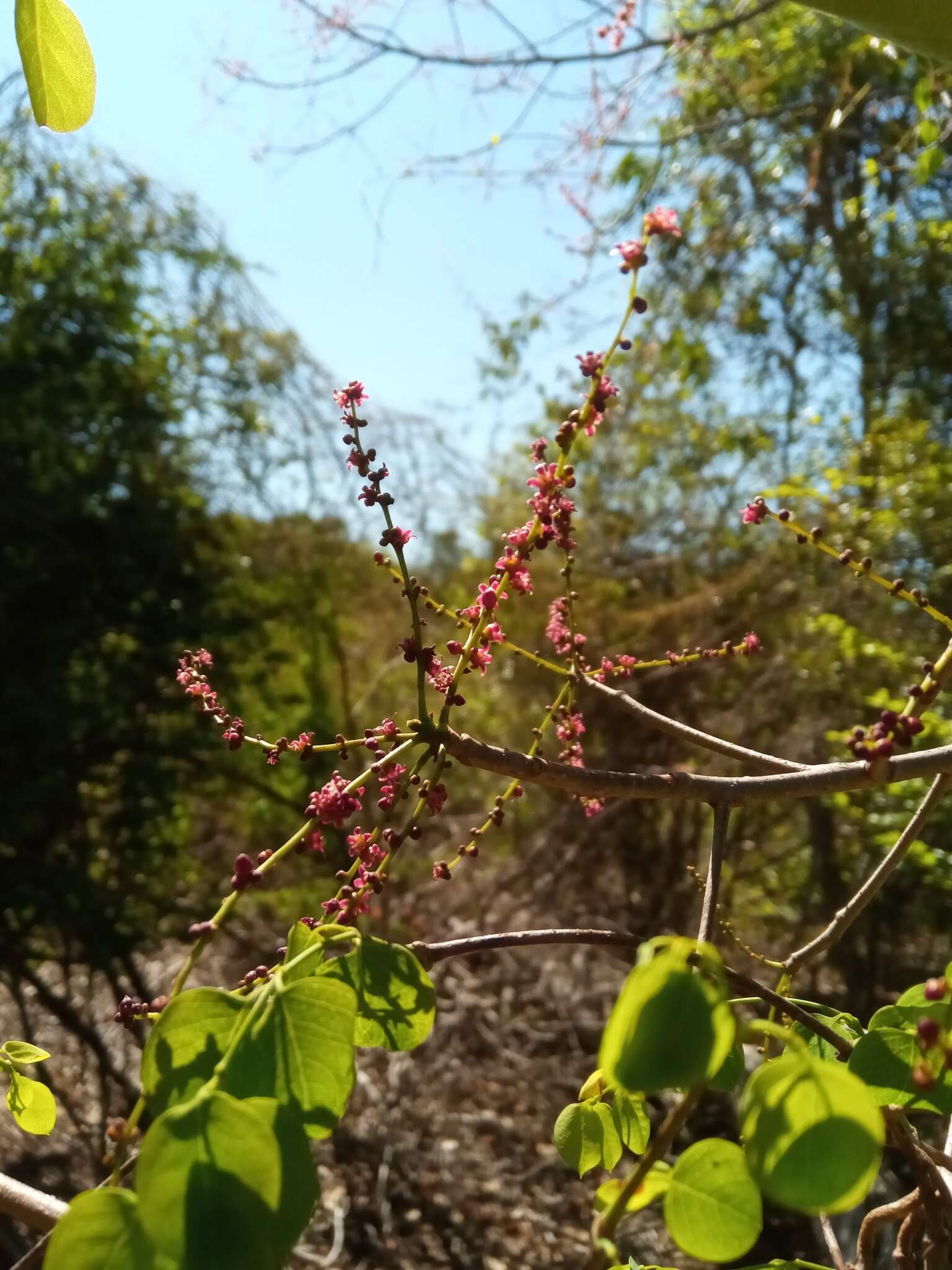 Image of Operculicarya gummifera (Sprague) Capuron