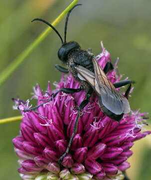 Image of Sphex atropilosus Kohl 1885