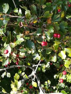 Imagem de Crataegus laevigata (Poir.) DC.