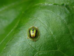 Image of Tortoise beetle