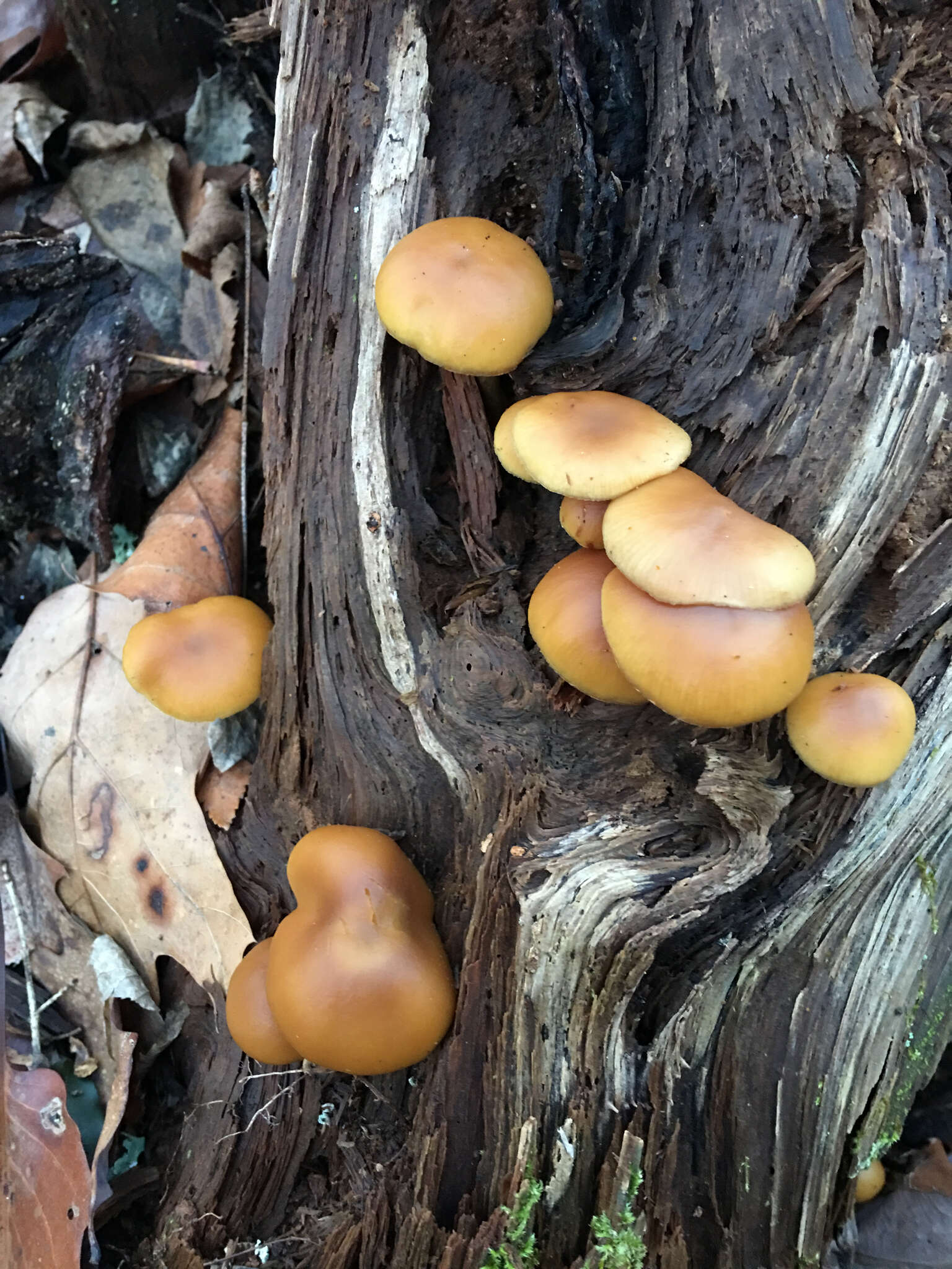 Image of Galerina marginata (Batsch) Kühner 1935