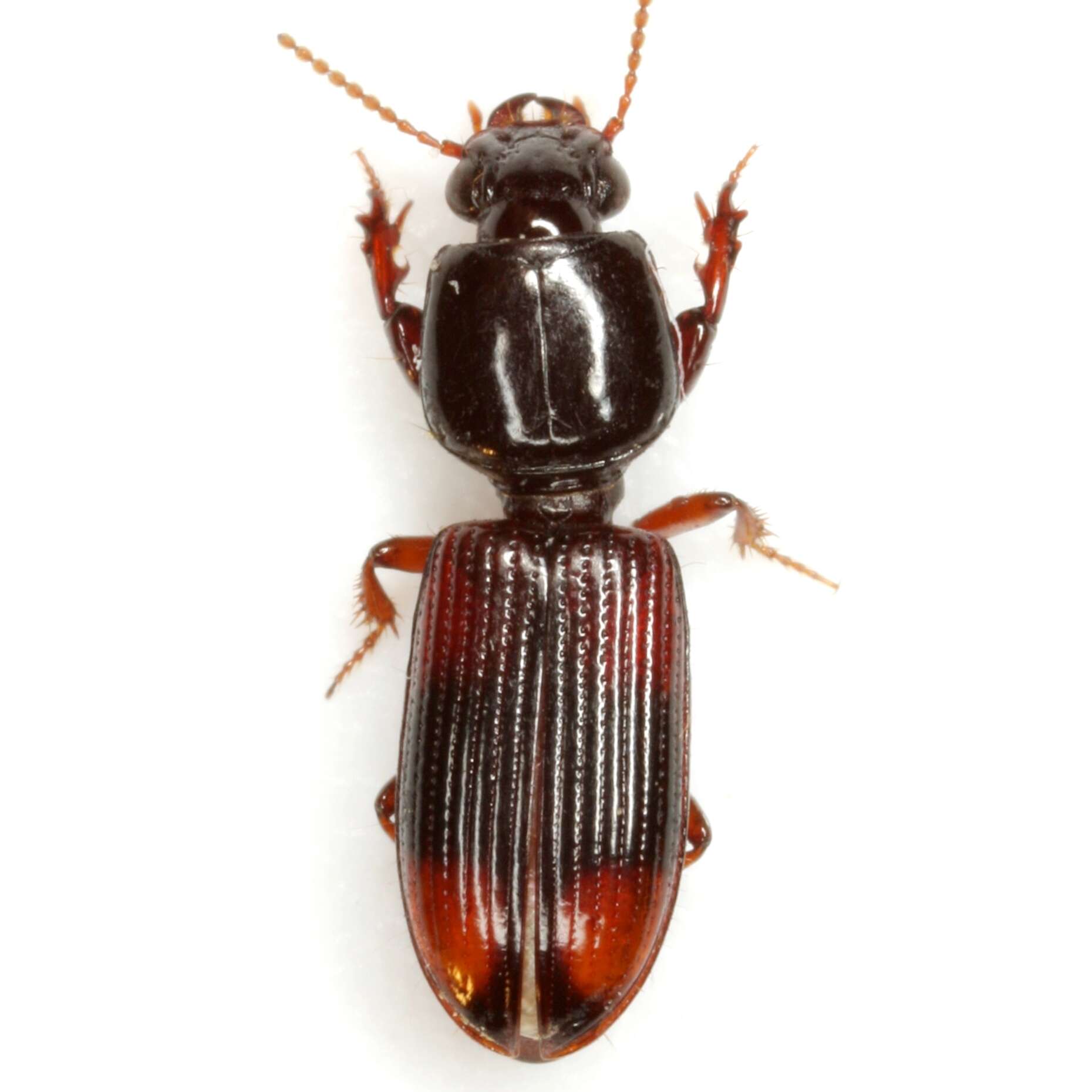 صورة Clivina (Paraclivina) bipustulata (Fabricius 1798)