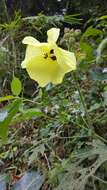 Sivun Hibiscus furcatus Roxb. kuva