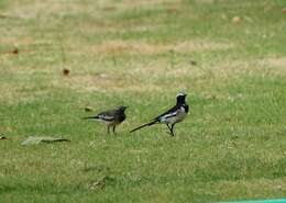 Image of White-browed Wagtail