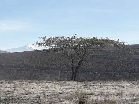 Imagem de Vachellia macracantha (Humb. & Bonpl. ex Willd.) Seigler & Ebinger