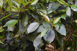 Image de <i>Syzygium kusukusuense</i>