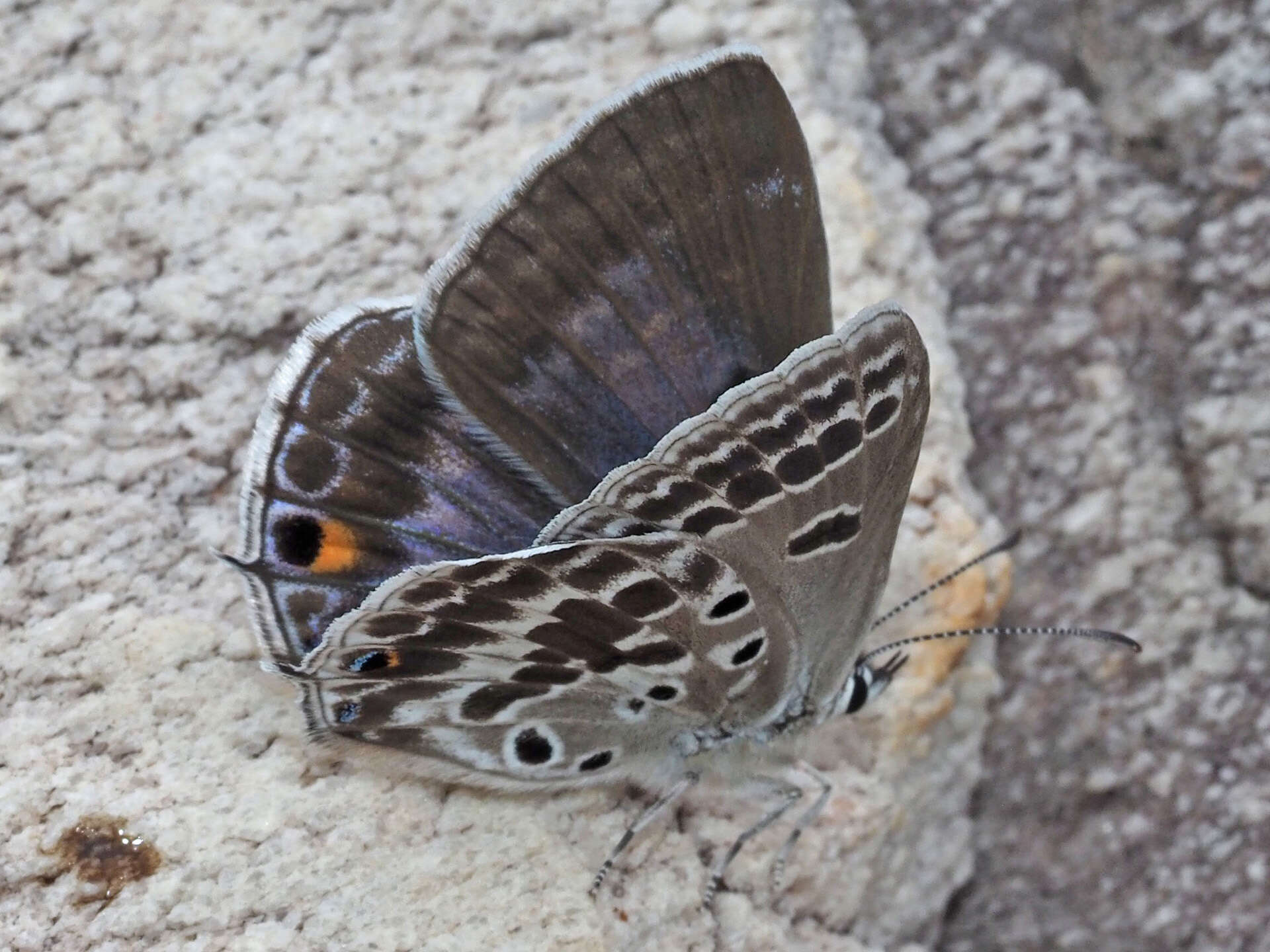 Image of Lepidochrysops patricia (Trimen 1887)